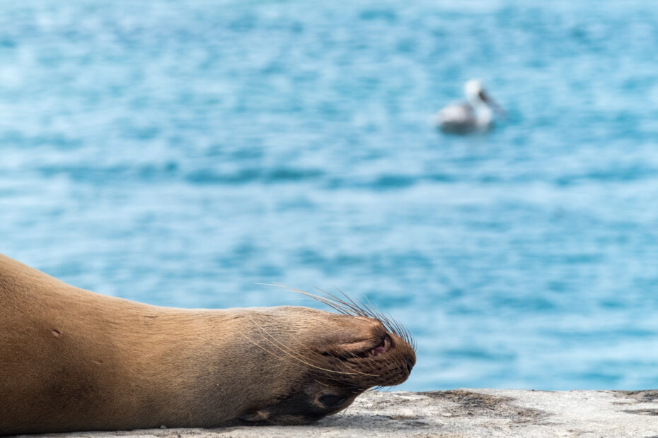 Islas Galápagos