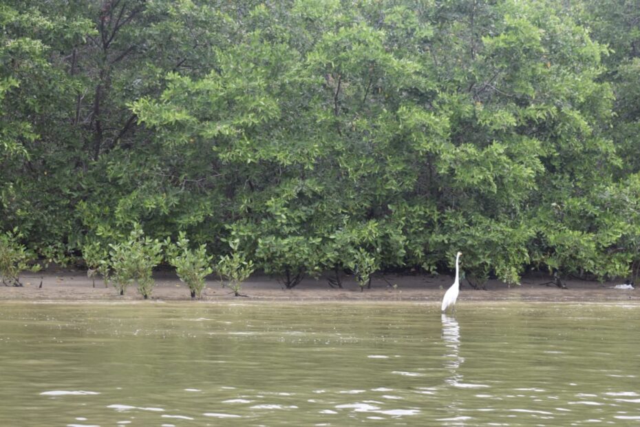 La ruta del manglar en la provincia de El Oro