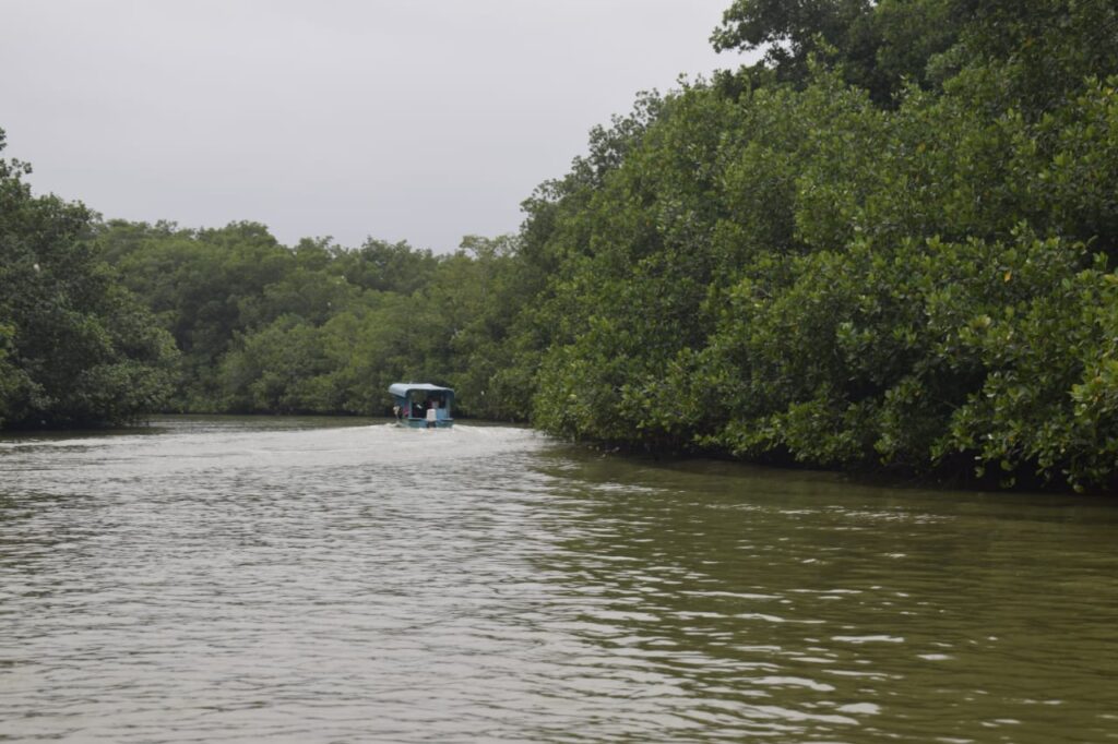 La ruta del manglar en la provincia de El Oro