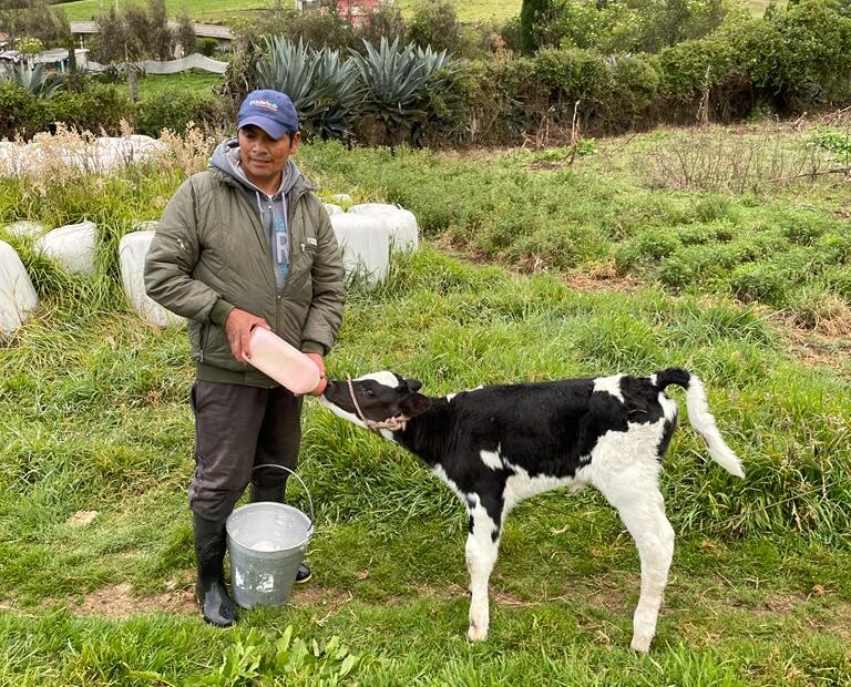 Ganado vacuno en la parroquia Olmedo, cantón Cayambe