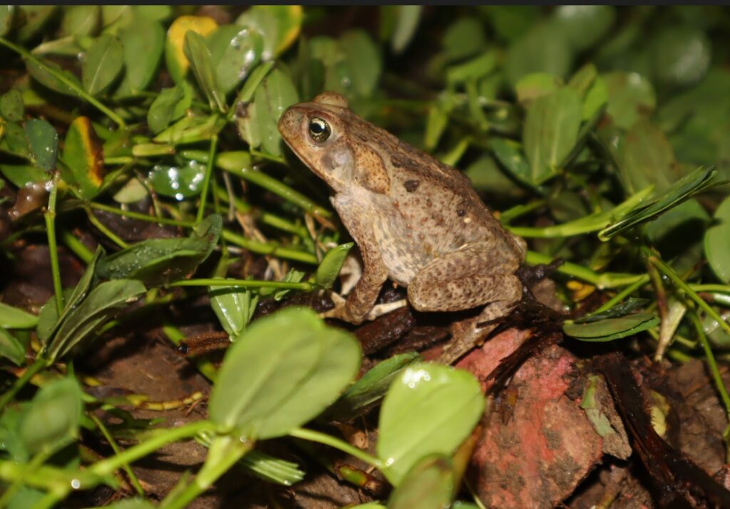 El-Choco-Andino-alberga-mas-de-140-especies-de-anfibios.-Cortesia-ZEM-Comunicacion