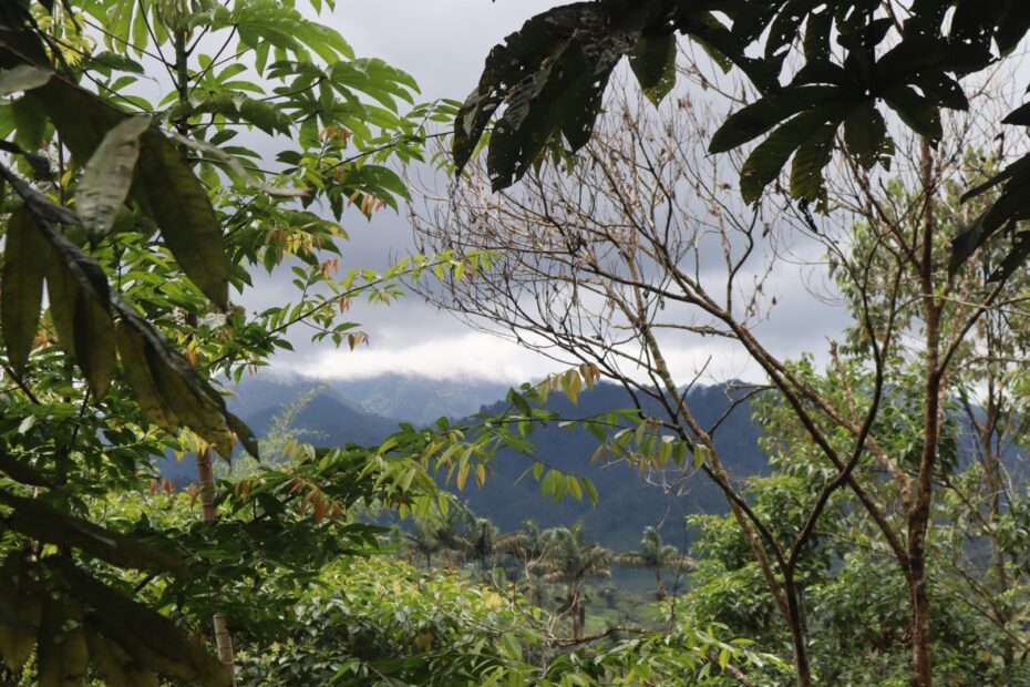 La Reserva del Chocó Andino