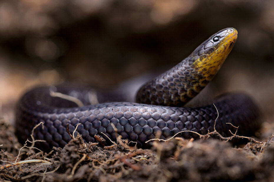 Nuevas especies de serpientes