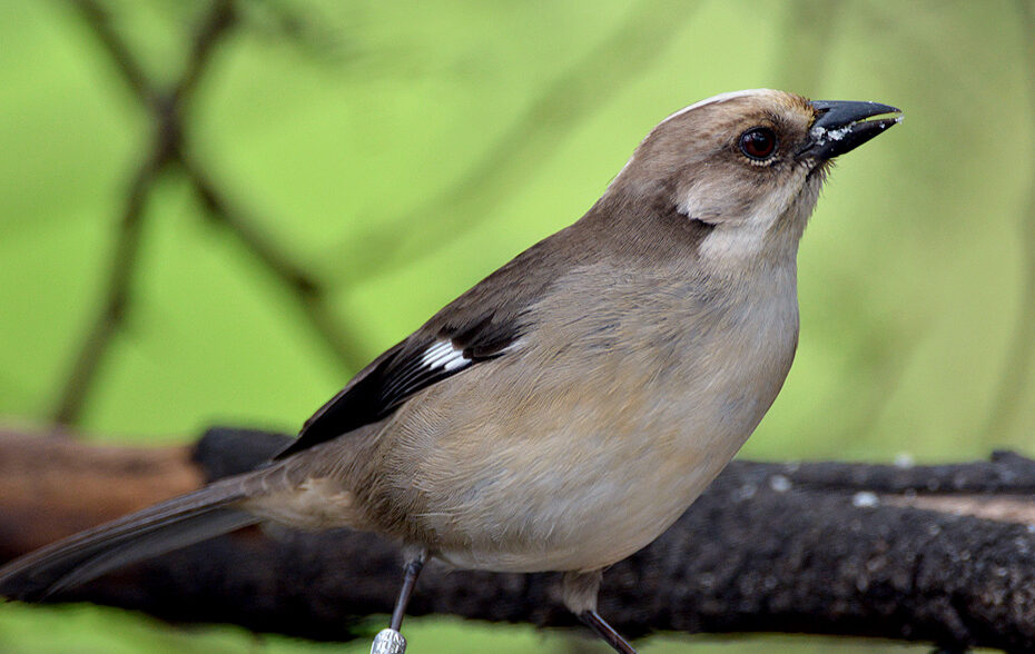 reserva Tapichalaca, Jocotoco Antpitta, Raf Stassen