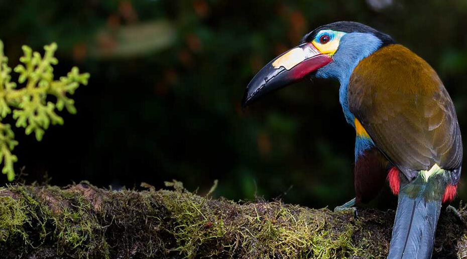 Tucán Andino, una de las especies emblema de Mindo.