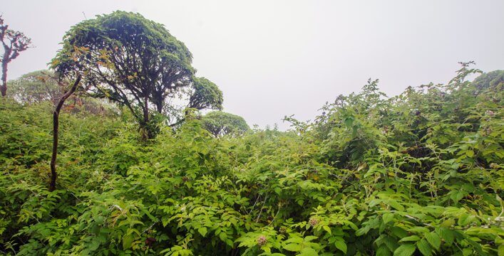 Bosque de Scalesia invadido de mora