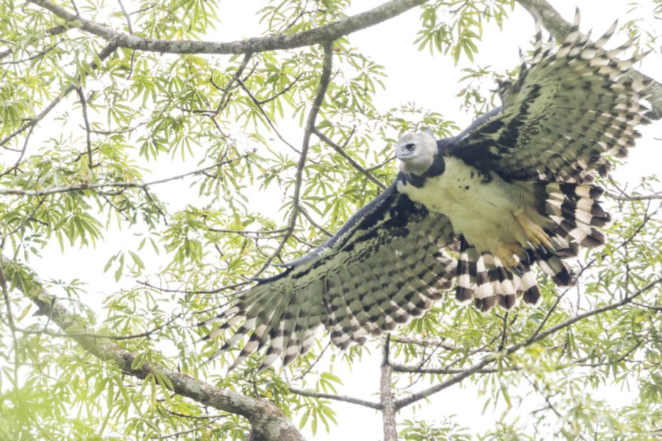 Águila harpía en Sucumbíos