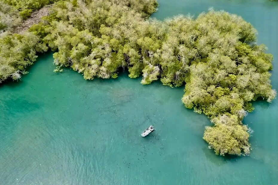 Guardería tiburones martillo en Isla Isabela