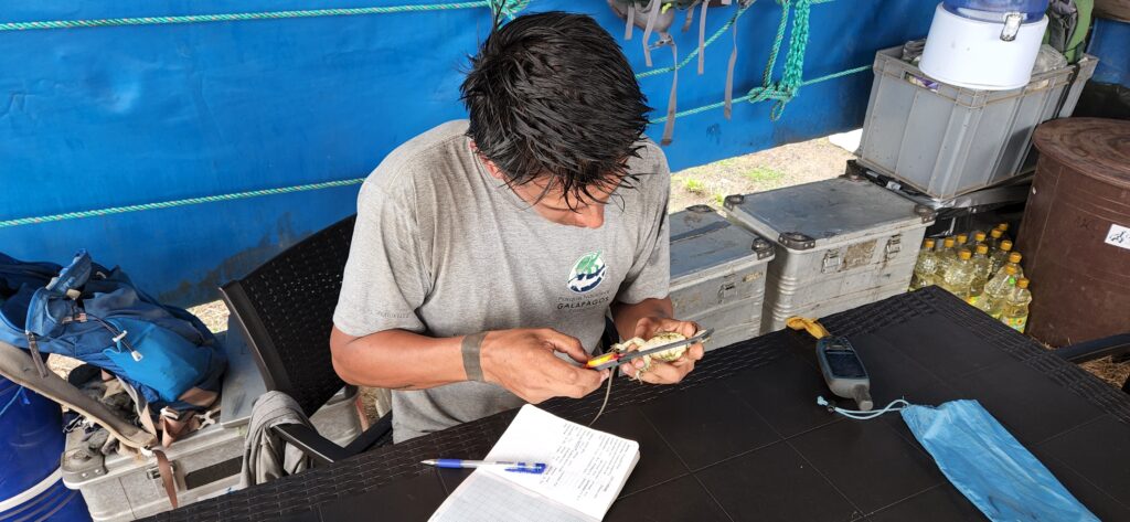 Expedición para la identificación de iguanas rosadas en el volcán Wolf y el hallazgo de neonatos. Foto: cortesía de DPNG