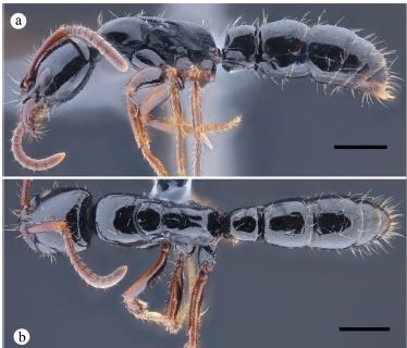 Neoponera mashpi- hormiga