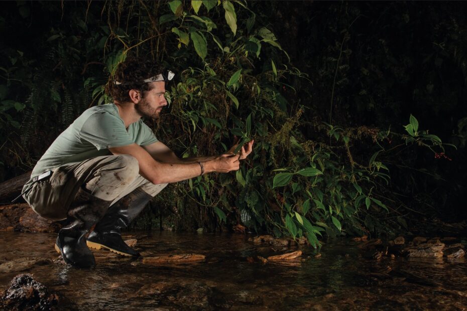 Nuevas especies de insectos descubiertas en el chocó