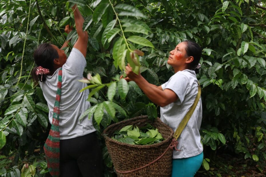 PROAmazonía implementa el plan de acción REDD+ en Ecuador