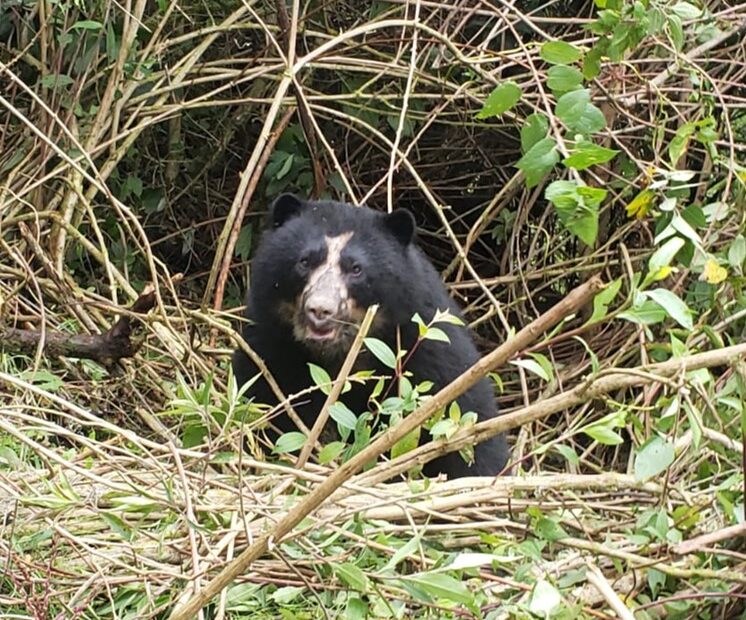 Fotografía de Edgar Martínez Andean Bear Foundation