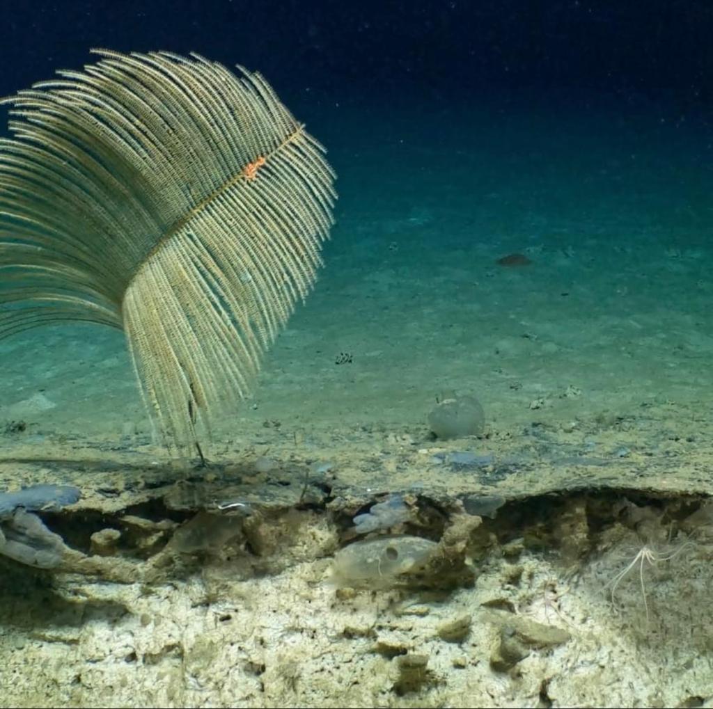 Nuevo arrecife de coral en Galápagos