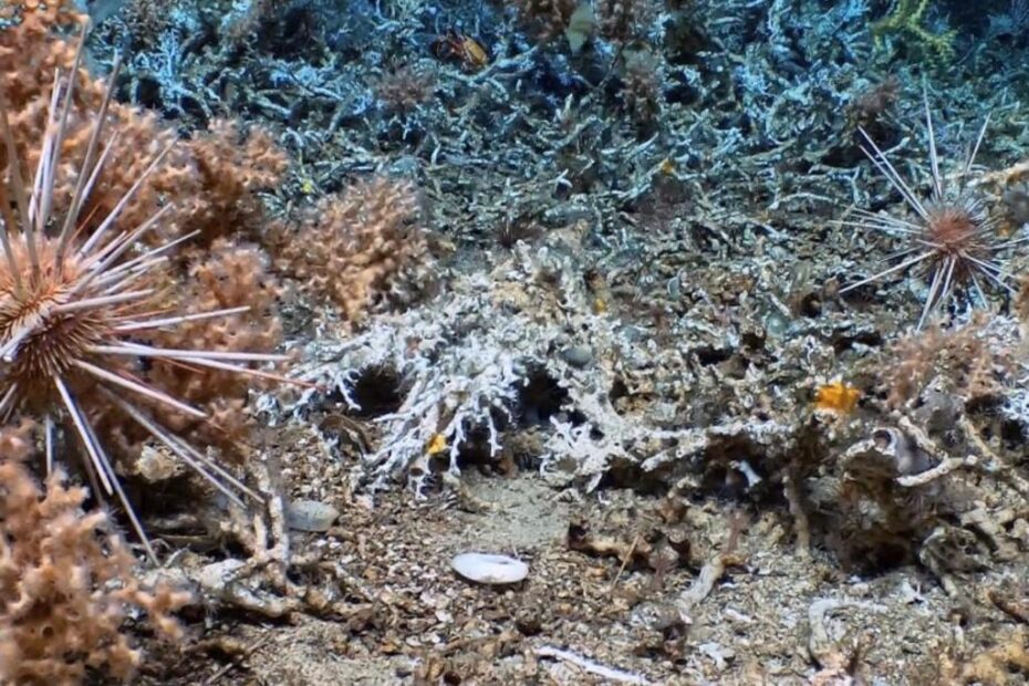 Nuevo arrecife de coral en Galápagos