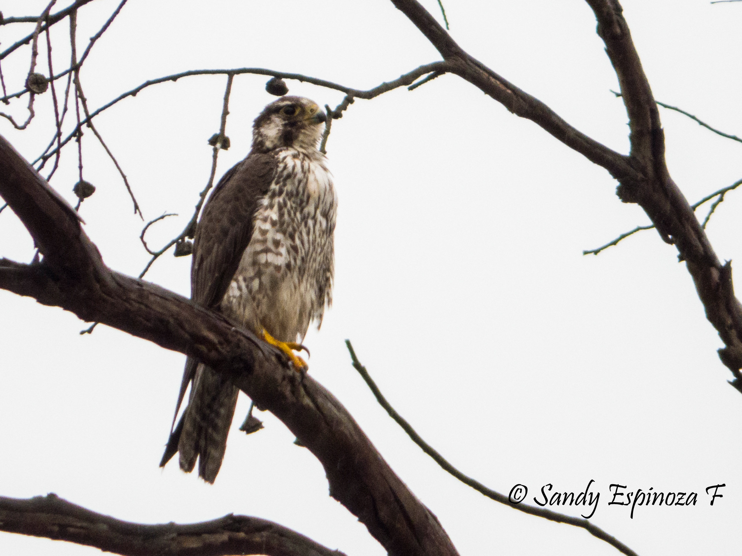 El halcón peregrino es una de las especies boreales más raras. Viene todos los años desde Groenlandia. Foto_ Cortesía Sandy Espinoza F._ Jardines Silvestres