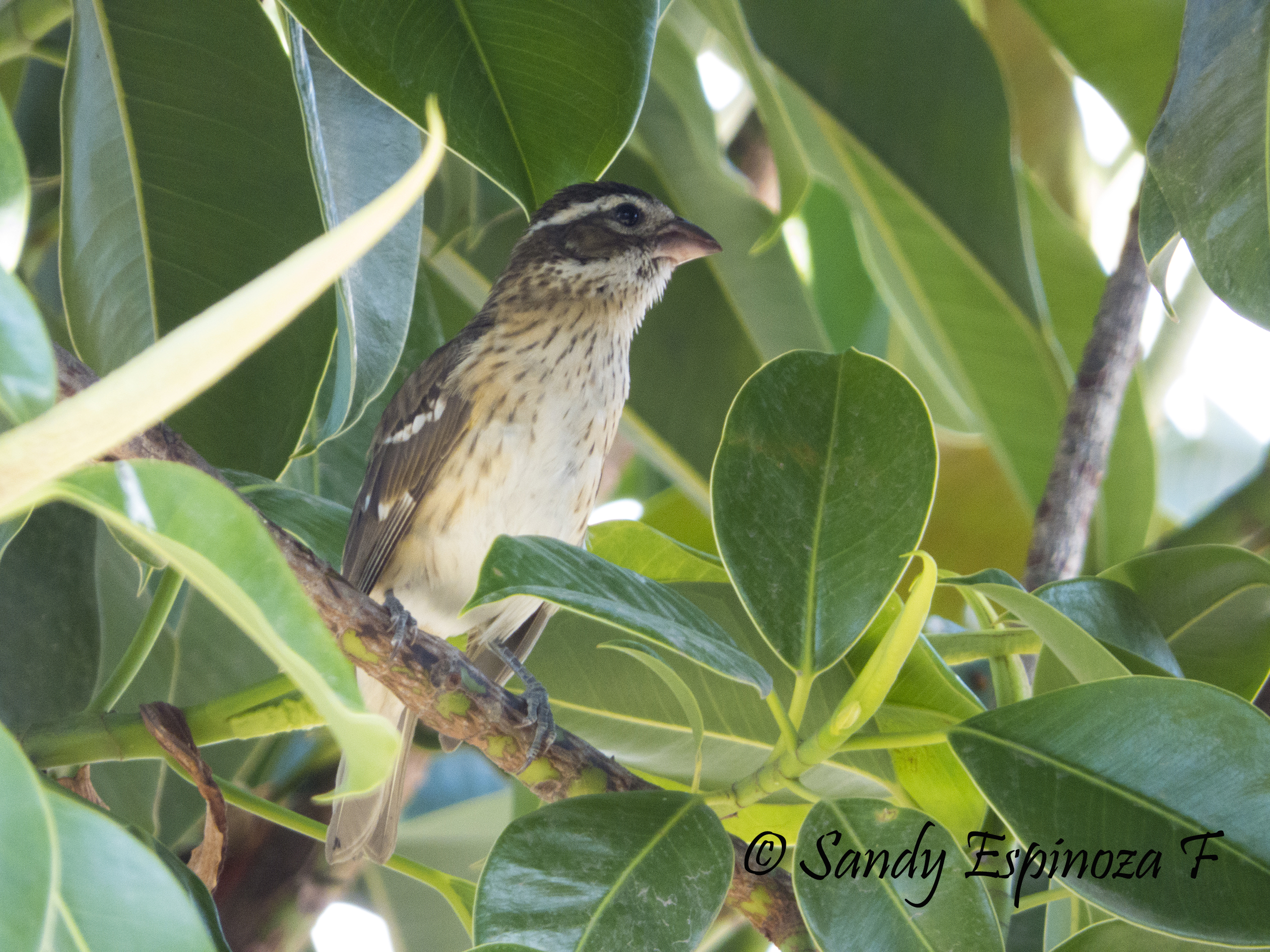 El picogrueso pechirosa es otra de las especies más raras. Esta se moviliza desde Norteamérica hasta Brasil. Foto_ Cortesía Sandy Espinoza F._ Jardines Silvestres