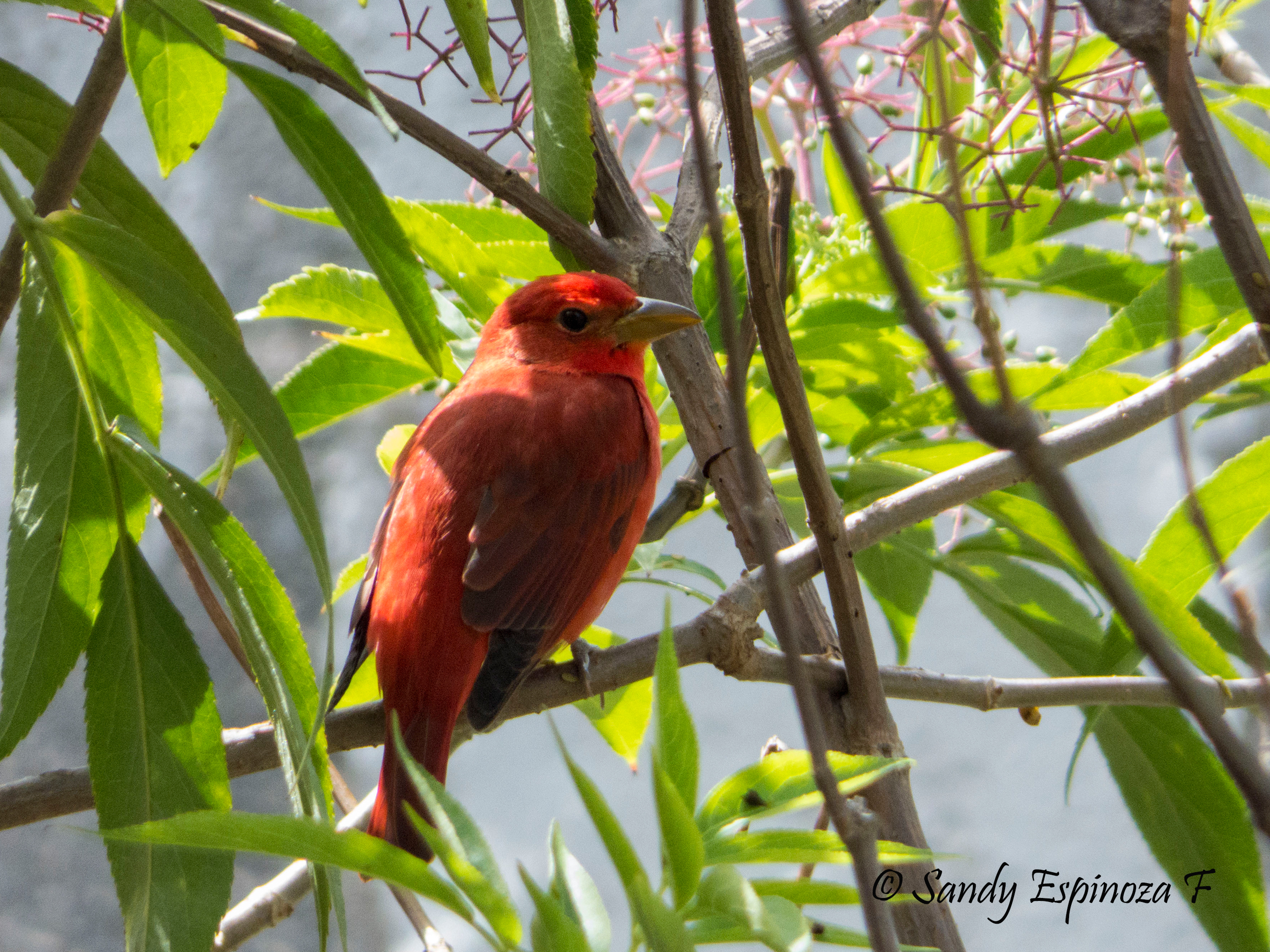 El rocoto es una de las aves boreales más comunes en Ecuador. Foto_ Cortesía Sandy Espinoza F._ Jardines Silvestres