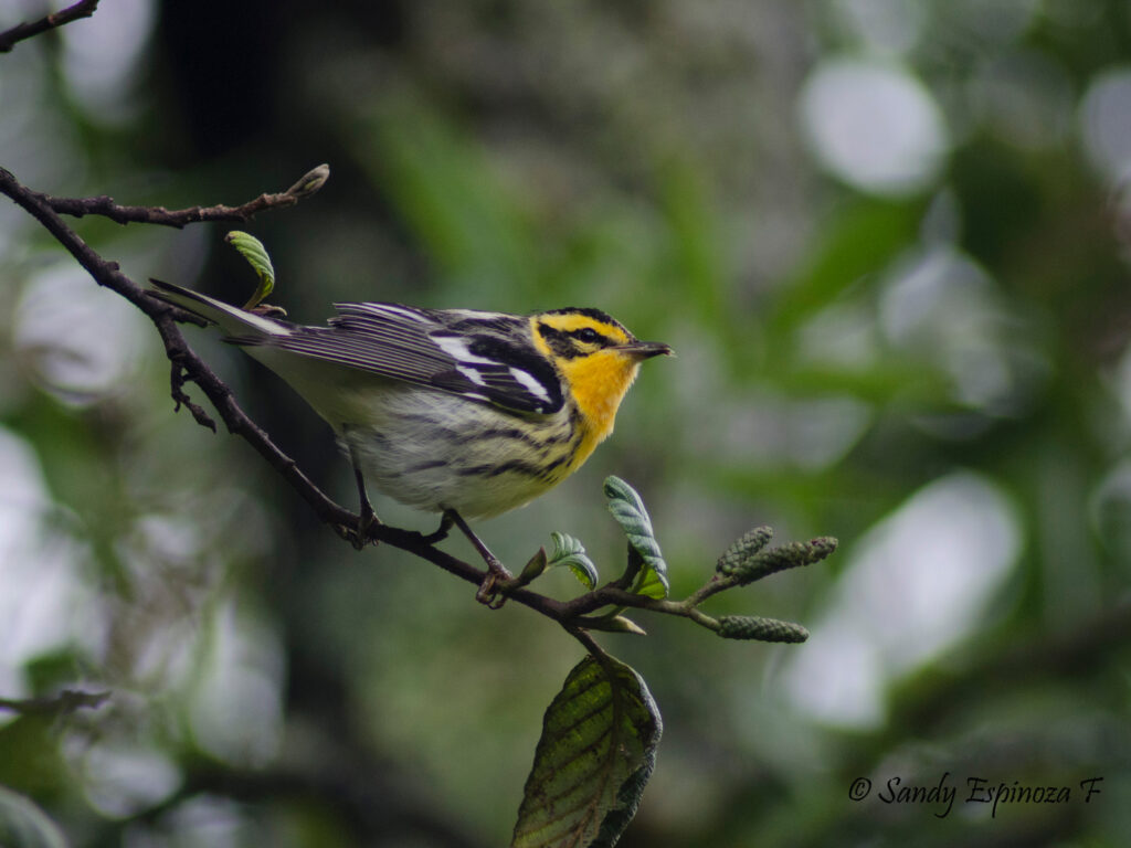 La reinita pechinaranja se dirige desde Canadá hasta Ecuador todos los años. Foto_ Cortesía Sandy Espinoza_ Jardines Silvestres