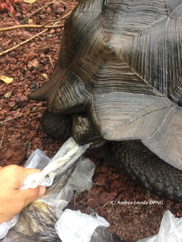 Las tortugas son el grupo de reptiles que más encuentros ha tenido con los plásticos en Galápagos. Foto: cortesía Andrea Loyola