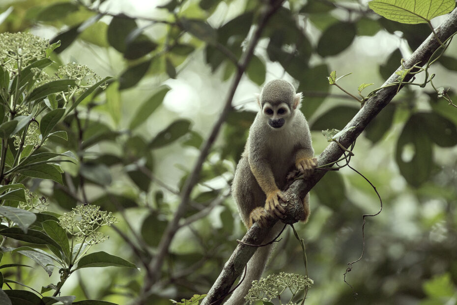 Parque Nacional Yasuní