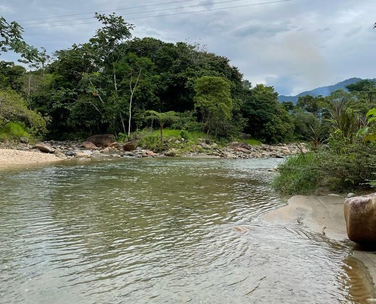 Bosques en la provincia de Napo