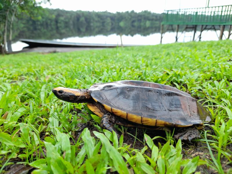 24 especies de vida silvestre volvieron a su hábitat natural en el Yasuní