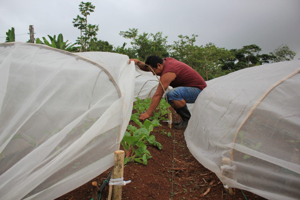 AGRICULTURA GALÁPAGOS 5