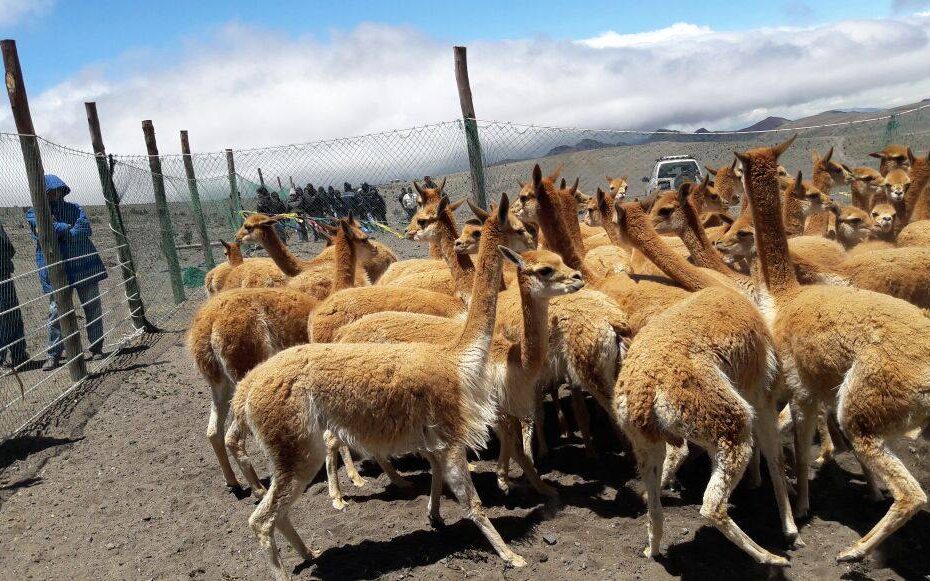 Vicuñas en la Reserva de Producción de Fauna Chimborazo