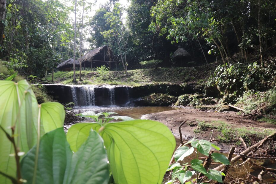 Restauración de bosques en Sucumbíos y Orellana