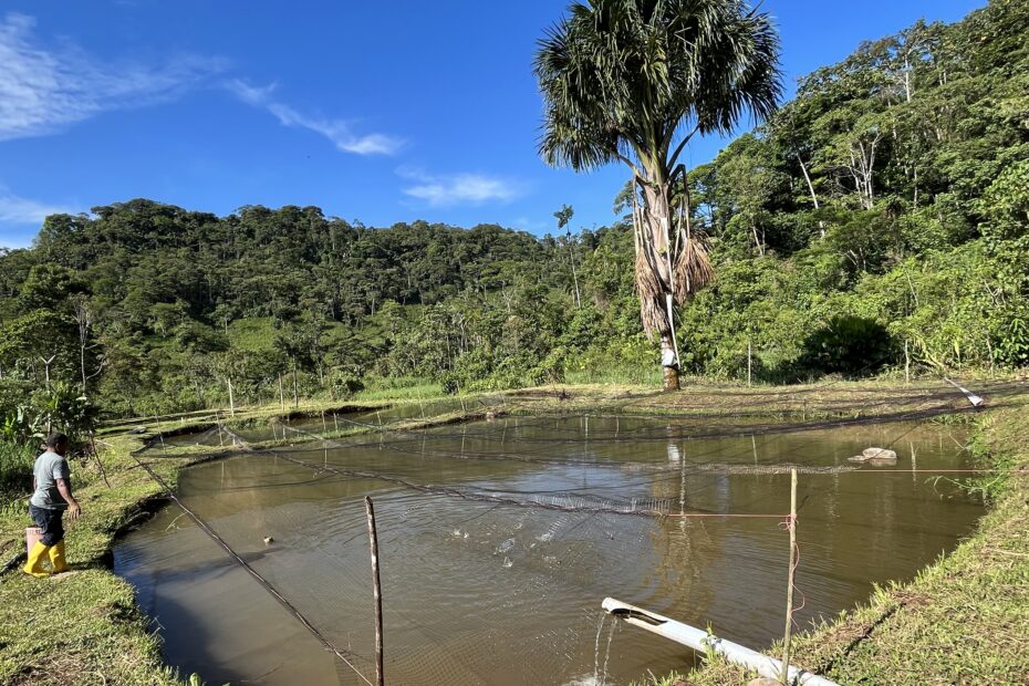 Criadero de cachamas y bocachicos en el Centro Turístico Paz Yaku