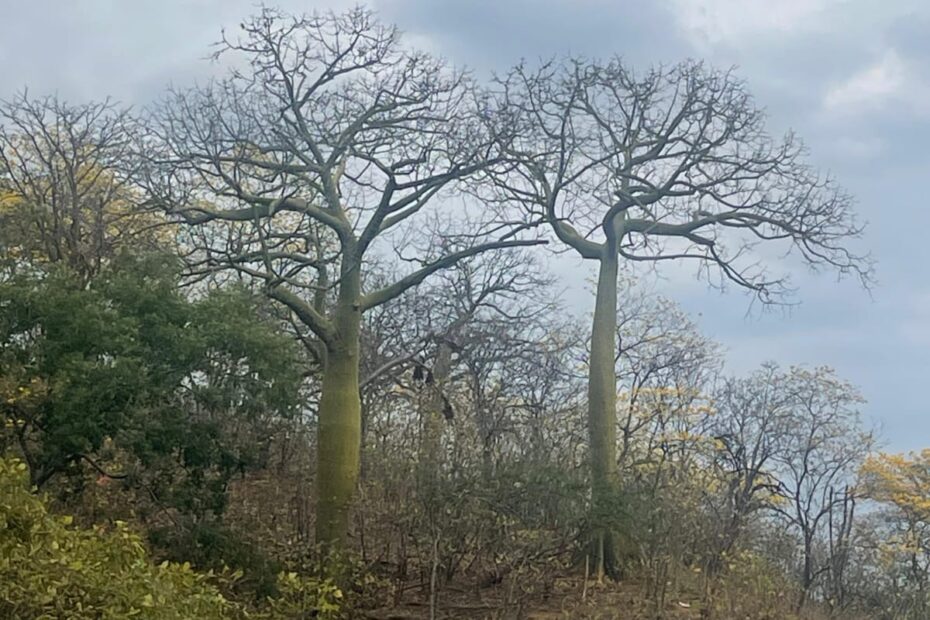 La Reserva de Biosfera Bosque Seco forma parte de la Red Mundial de Reservas de Biosferas de la Unesco