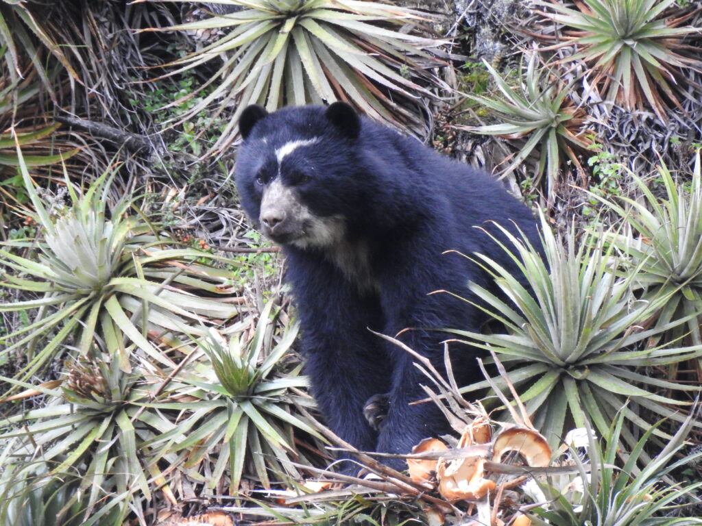 Oso de Anteojos, Rayito, reserva Chakana, Efraín Cepeda 2