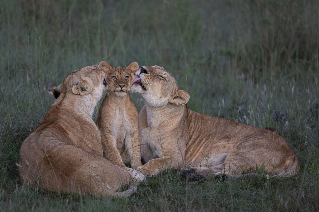 ©Mark-Boyd-Wildlife-Photographer-of-the-Year