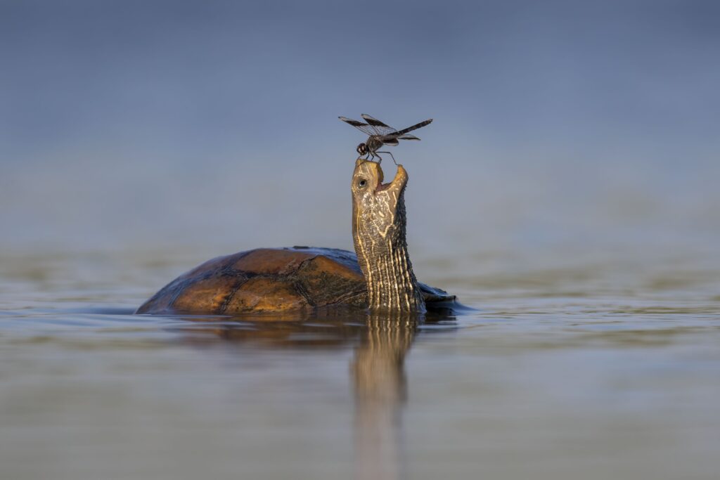 ©Tzahi Finkelstein, Wildlife Photographer of the Year