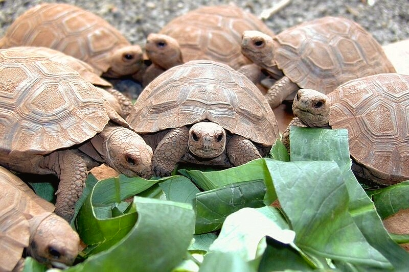 Tortugas. Foto: Ministerio del Ambiente de Ecuador