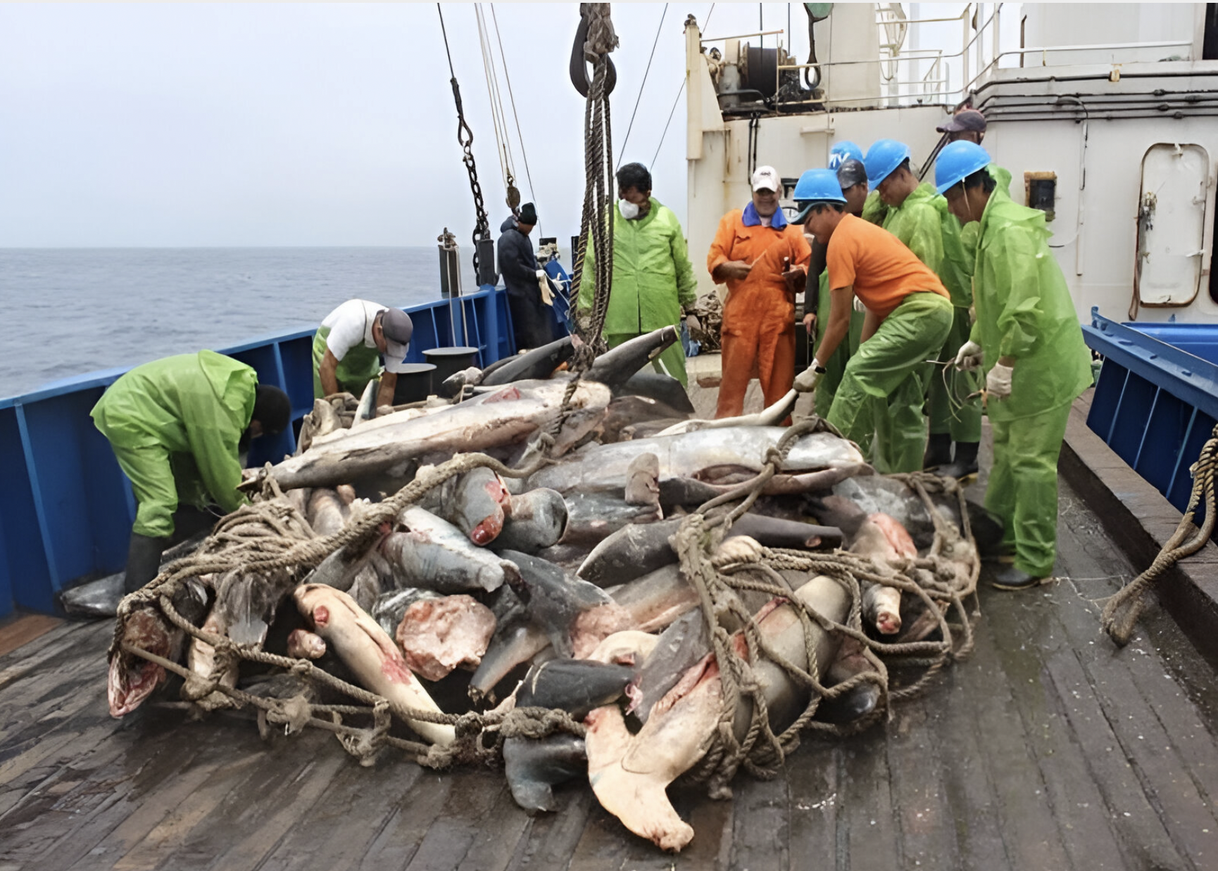 En 2017, en el barco Fu Yuan Yu Leng 999 se hallaron 7.639 tiburones. También, 537 bolsas con aletas de tiburón y 2.114 peces, según un estudio de la USFQ. Fuente: Mongabay.